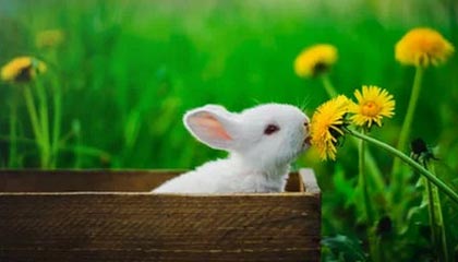 “保险+期货”业务模式有新突破