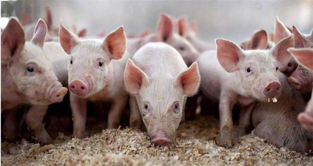 反弹超70%<strong></p>
<p>恒泰期货</strong>！“二师兄”又要起飞了？狠抽了资本一个耳光！发改委约谈猪企：不得囤积居奇、哄抬价格！