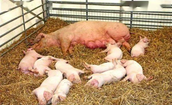 反弹超70%<strong></p>
<p>恒泰期货</strong>！“二师兄”又要起飞了？狠抽了资本一个耳光！发改委约谈猪企：不得囤积居奇、哄抬价格！