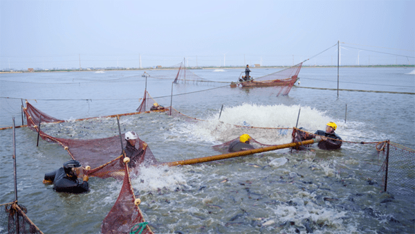 江苏银宝集团:做强渔产业 做优渔品牌