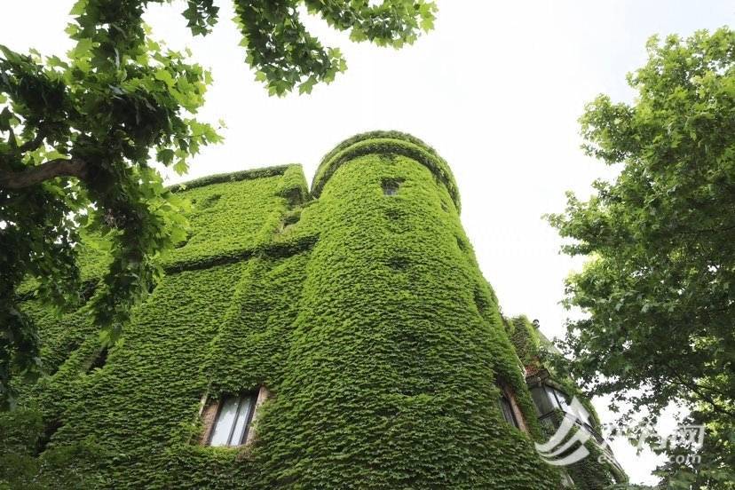 上海“网绿”大楼通体长满爬山虎<strong></p>
<p>满币网</strong>,晋升初夏打卡新地标