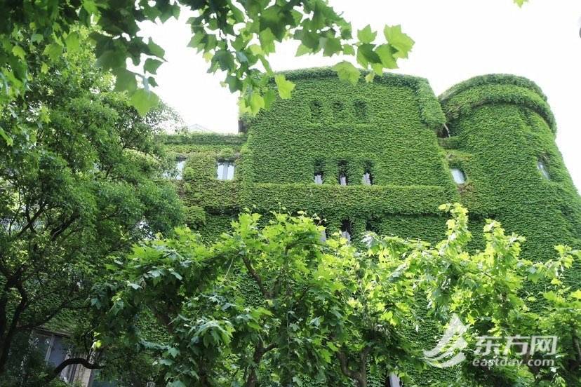 上海“网绿”大楼通体长满爬山虎<strong></p>
<p>满币网</strong>,晋升初夏打卡新地标