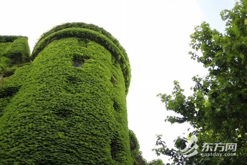 上海“网绿”大楼通体长满爬山虎<strong></p>
<p>满币网</strong>,晋升初夏打卡新地标