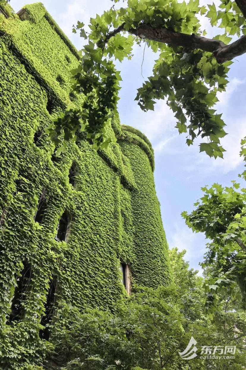 上海“网绿”大楼通体长满爬山虎<strong></p>
<p>满币网</strong>,晋升初夏打卡新地标