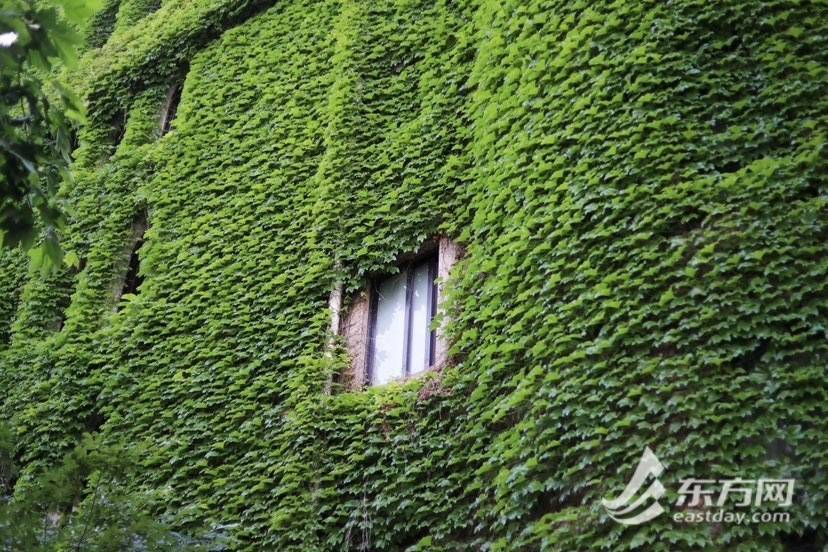 上海“网绿”大楼通体长满爬山虎<strong></p>
<p>满币网</strong>,晋升初夏打卡新地标