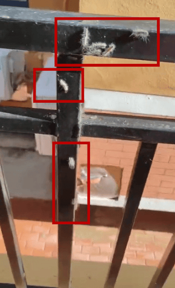 头皮发麻<strong></p>
<p>货币走势图</strong>!大连一小区栏杆上出现白色的毛毛虫……