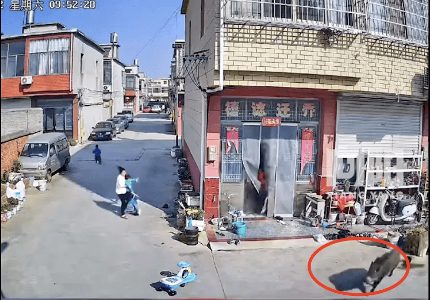 街头横冲直闯<strong></p>
<p>币币钱包</strong>,抱娃女子被撞伤,警方:已被特警击毙