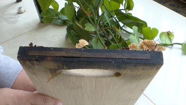 “可以蒸蛋”!昆明一女子家中搓衣板上长菌<strong></p>
<p>求软件</strong>,品种竟是……