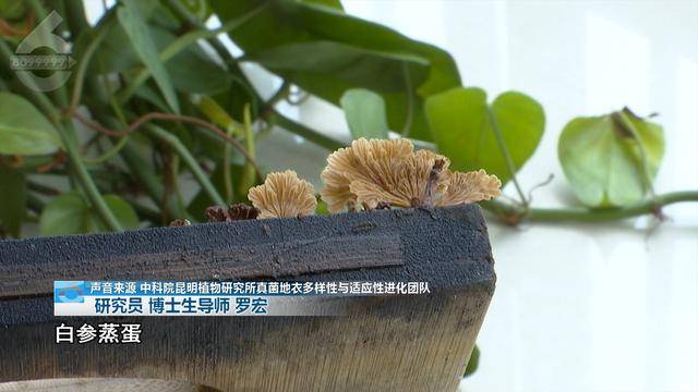 “可以蒸蛋”!昆明一女子家中搓衣板上长菌<strong></p>
<p>求软件</strong>,品种竟是……