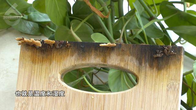 “可以蒸蛋”!昆明一女子家中搓衣板上长菌<strong></p>
<p>求软件</strong>,品种竟是……