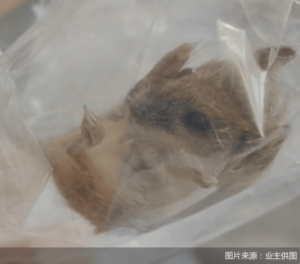 老鼠乱窜、直饮水发黄<strong></p>
<p>交易者指数</strong>，北京业主千万元买的和锦诚园居然是这样