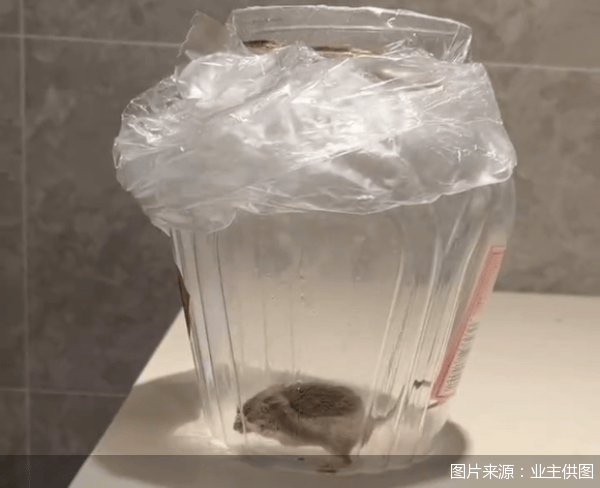 老鼠乱窜、直饮水发黄<strong></p>
<p>交易者指数</strong>，北京业主千万元买的和锦诚园居然是这样