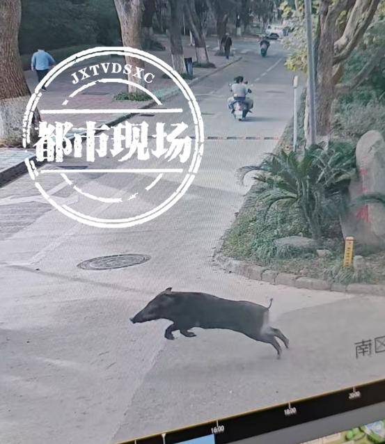 江西一高校惊现野猪<strong></p>
<p>换算货币</strong>，最后在食堂被成功抓获
