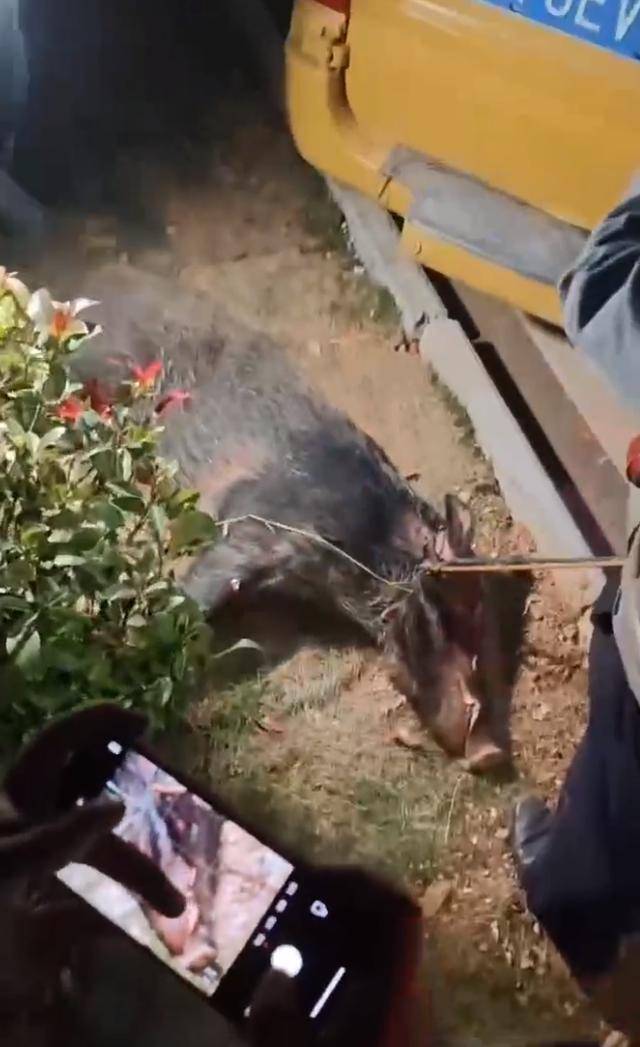 江西一高校惊现野猪<strong></p>
<p>换算货币</strong>，最后在食堂被成功抓获