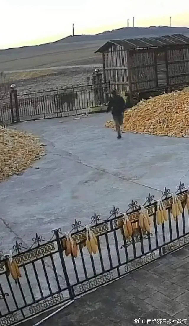 突发<strong></p>
<p>买软件</strong>!老虎进村咬伤村民!家属:有两只!最新消息→