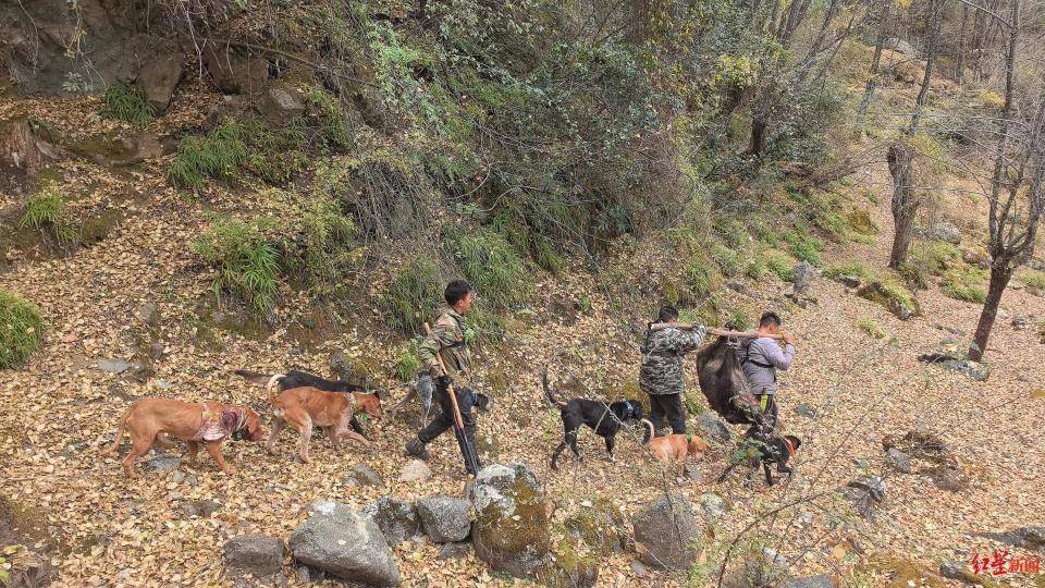 揭秘“野猪猎捕队”丨海拔3000米高山密林<strong></p>
<p>货币定价</strong>,记者跟队直击猎捕野猪全过程