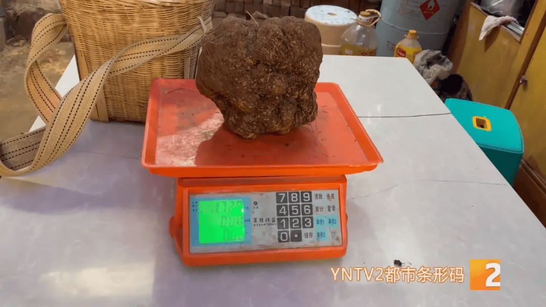 昆明一村民挖到1.7公斤超大松露<strong></p>
<p>货币定价</strong>!“看都看不够”
