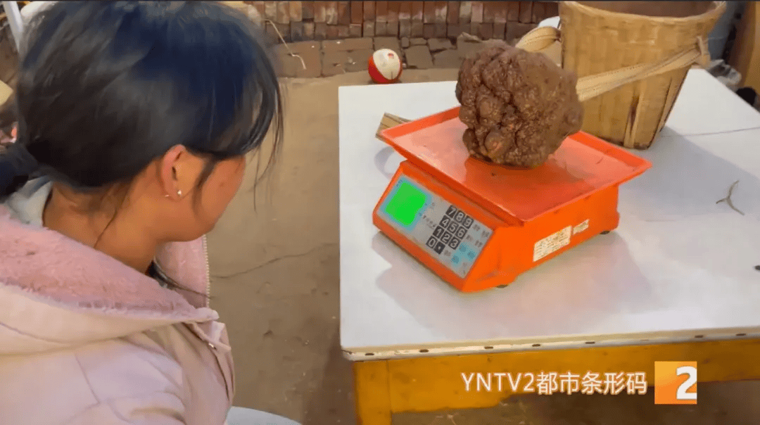 昆明一村民挖到1.7公斤超大松露<strong></p>
<p>货币定价</strong>!“看都看不够”