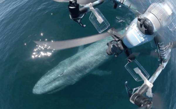 美国科学家震惊：封杀中国无人机<strong></p>
<p>做空货币</strong>，“简直是疯了！”