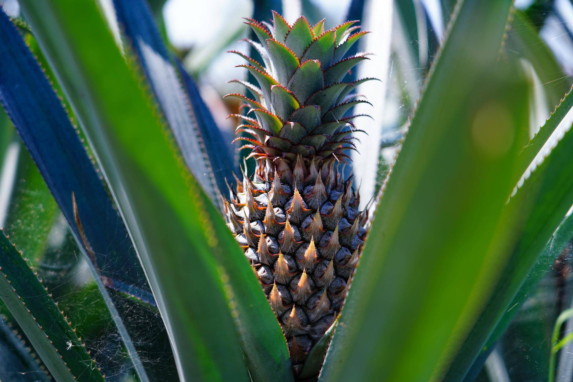 列国鉴·斯里兰卡丨记者观察：新总统访华<strong></p>
<p>货币计算</strong>，斯里兰卡冀斯中关系取得新进展