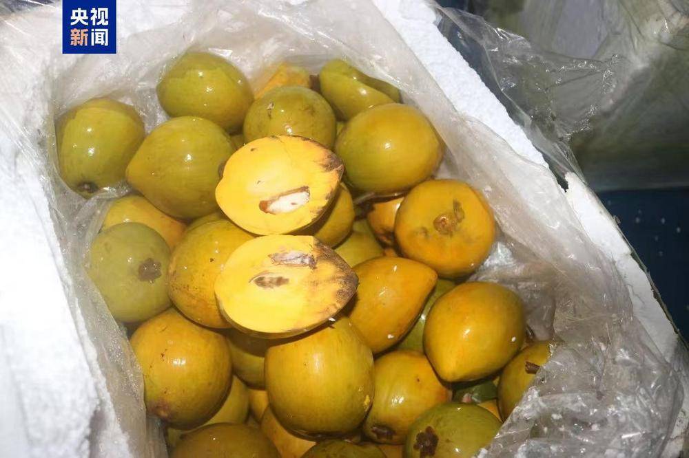共计4.13吨<strong></p>
<p>p币</strong>!广西北海海警查获一起涉嫌走私水果案