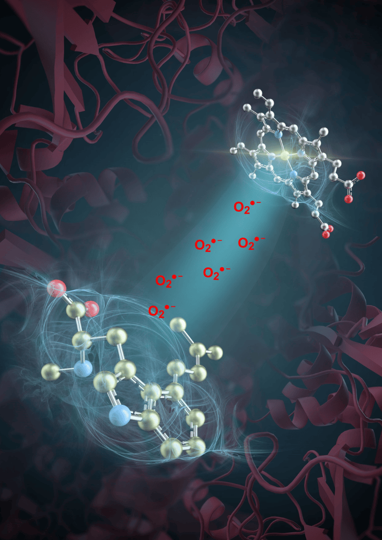 突破性进展<strong></p>
<p>稳定币</strong>!我国科学家发现活性氧超氧阴离子是药物分子合成催化剂