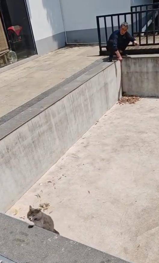 老鼠掉进泳池<strong></p>
<p>虚拟软件</strong>,广东大叔出动鸡猫狗团队,结果全被老鼠吓跑!网友坐不住纷纷晒战绩