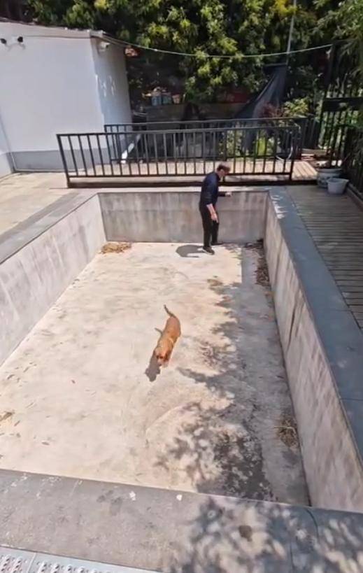 老鼠掉进泳池<strong></p>
<p>虚拟软件</strong>,广东大叔出动鸡猫狗团队,结果全被老鼠吓跑!网友坐不住纷纷晒战绩