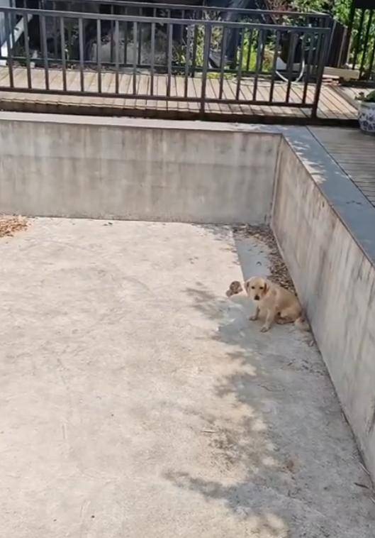 老鼠掉进泳池<strong></p>
<p>虚拟软件</strong>,广东大叔出动鸡猫狗团队,结果全被老鼠吓跑!网友坐不住纷纷晒战绩