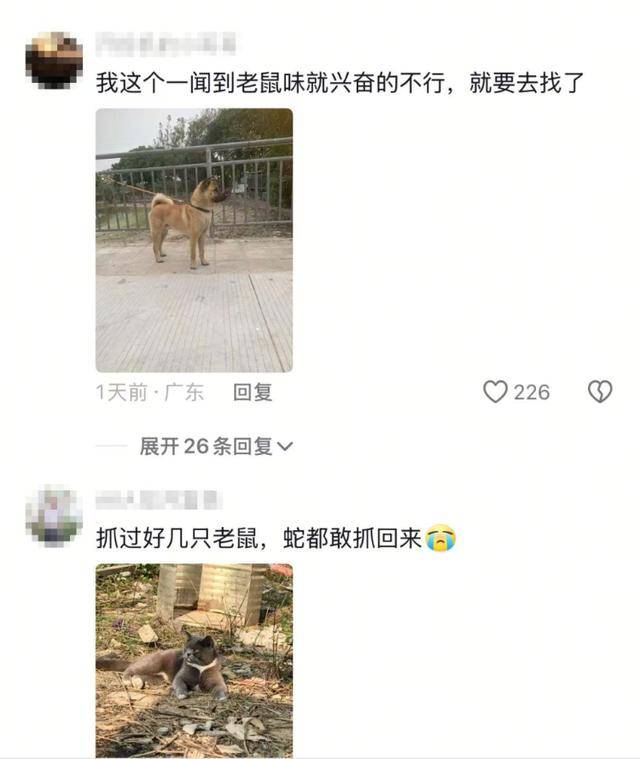 老鼠掉进泳池<strong></p>
<p>虚拟软件</strong>,广东大叔出动鸡猫狗团队,结果全被老鼠吓跑!网友坐不住纷纷晒战绩