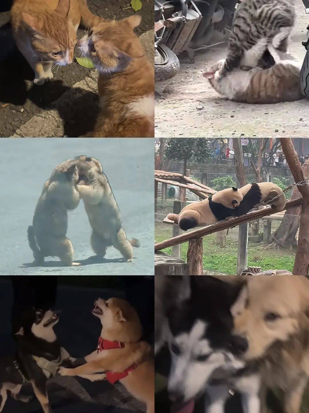 武汉话“蒜鸟”<strong></p>
<p>lpfs币</strong>，最近劝（添）架（乱）唯一指定用语