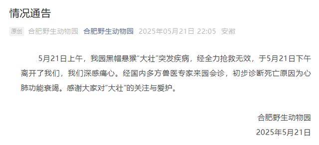 网红猴“大壮”突然离世<strong></p>
<p>清币价格</strong>!曾因方脸“丑”出圈