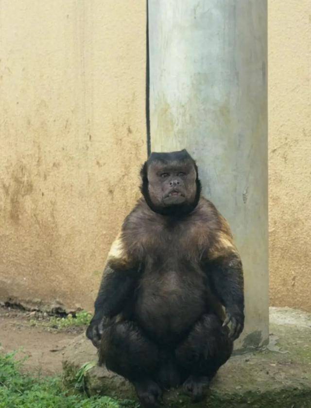 网红猴“大壮”突然离世<strong></p>
<p>清币价格</strong>!曾因方脸“丑”出圈