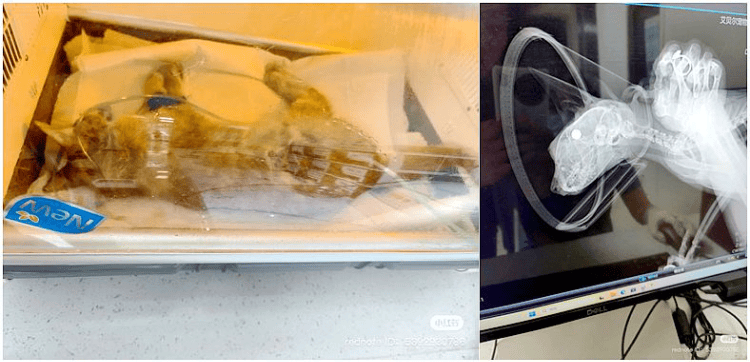 南京大学校庆日“校猫”被钢珠打碎头骨?校保卫处:看了一夜监控<strong></p>
<p>清币价格</strong>,暂未锁定嫌疑人