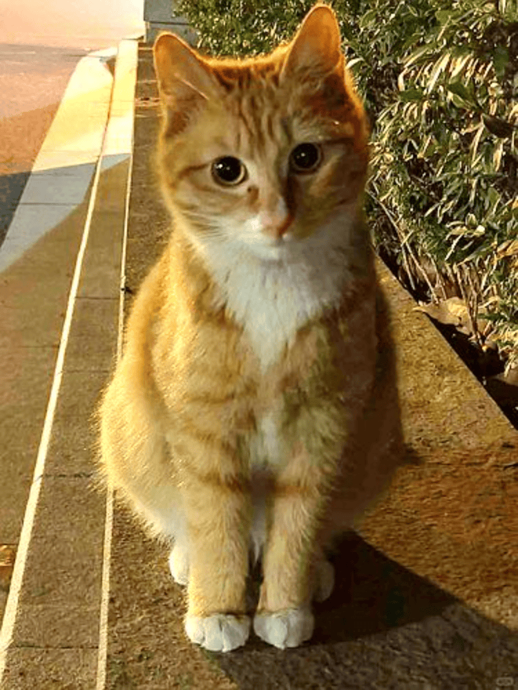 南京大学校庆日“校猫”被钢珠打碎头骨?校保卫处:看了一夜监控<strong></p>
<p>清币价格</strong>,暂未锁定嫌疑人