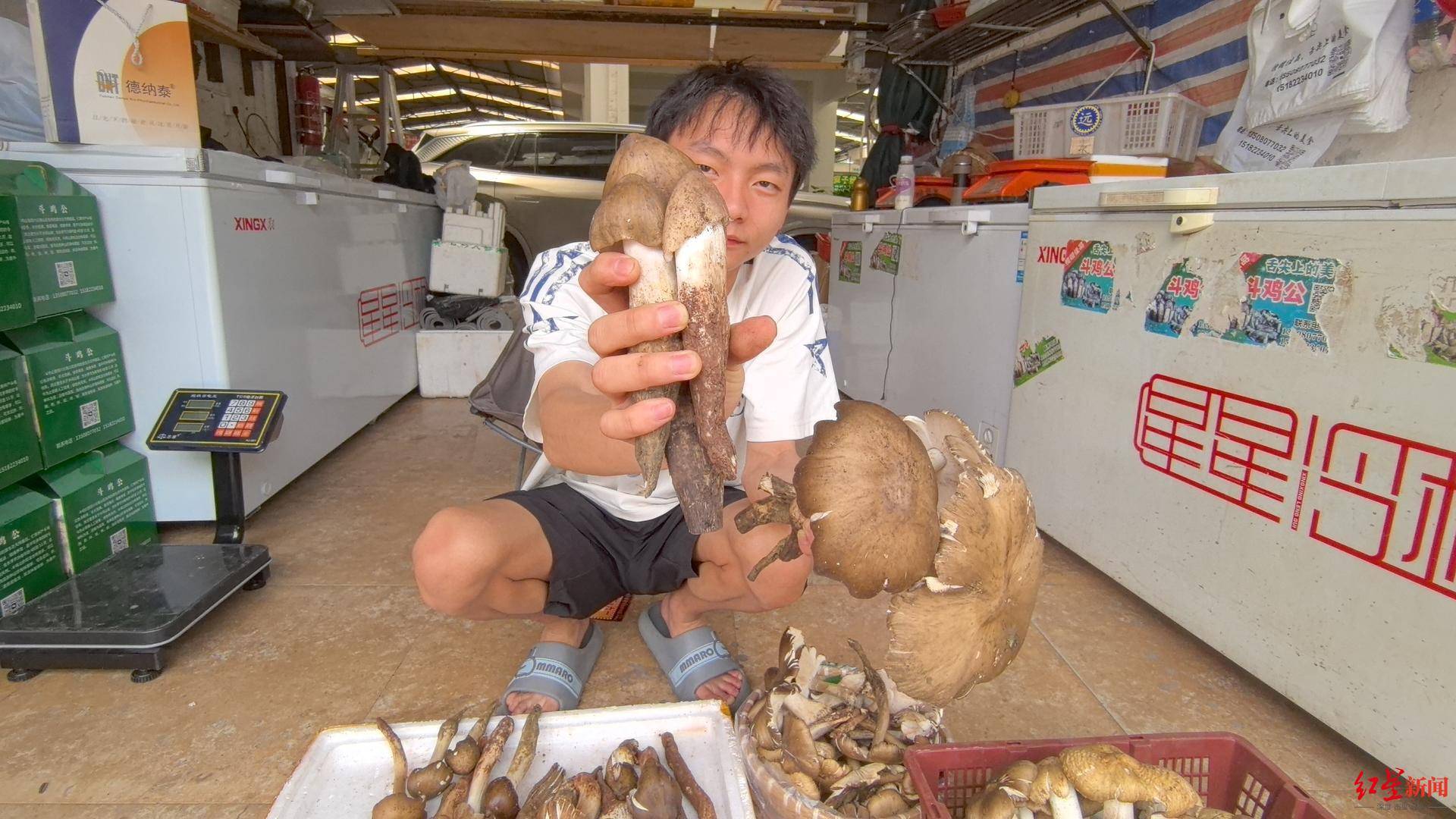 “天价”鸡枞调查:最贵卖到1800元/公斤!雨水少致产量低<strong></p>
<p>门罗币软件</strong>,多地价高客少