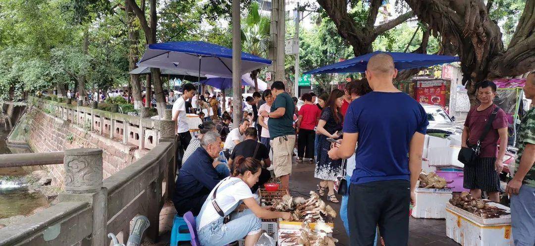 “天价”鸡枞调查:最贵卖到1800元/公斤!雨水少致产量低<strong></p>
<p>门罗币软件</strong>,多地价高客少