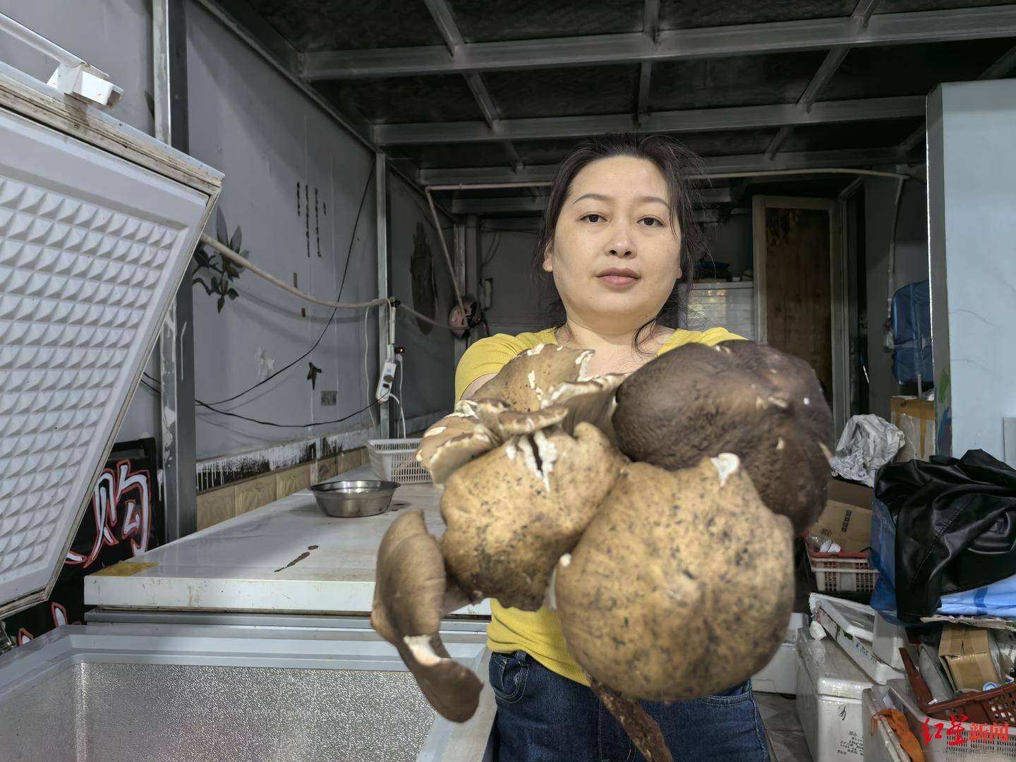 “天价”鸡枞调查:最贵卖到1800元/公斤!雨水少致产量低<strong></p>
<p>门罗币软件</strong>,多地价高客少