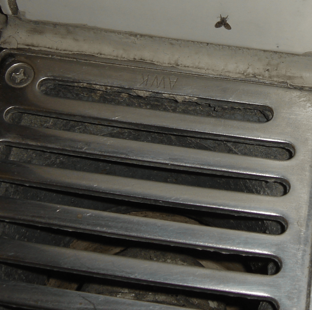 这种虫子看到一只家里很可能有一万只 快来看除虫攻略→