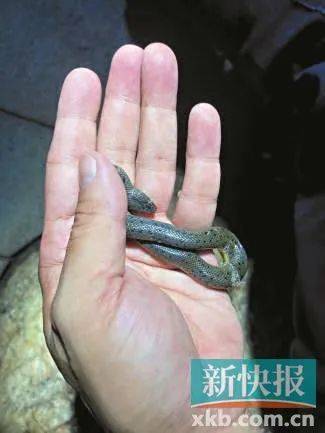 广州已进入蛇伤高发季节<strong></p>
<p>y币</strong>,保命锦囊→