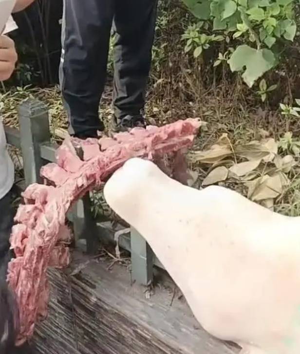 四川自贡一小学被曝使用发臭猪肉<strong></p>
<p>货币互换保证金</strong>,官方通报:已封存,正在检测