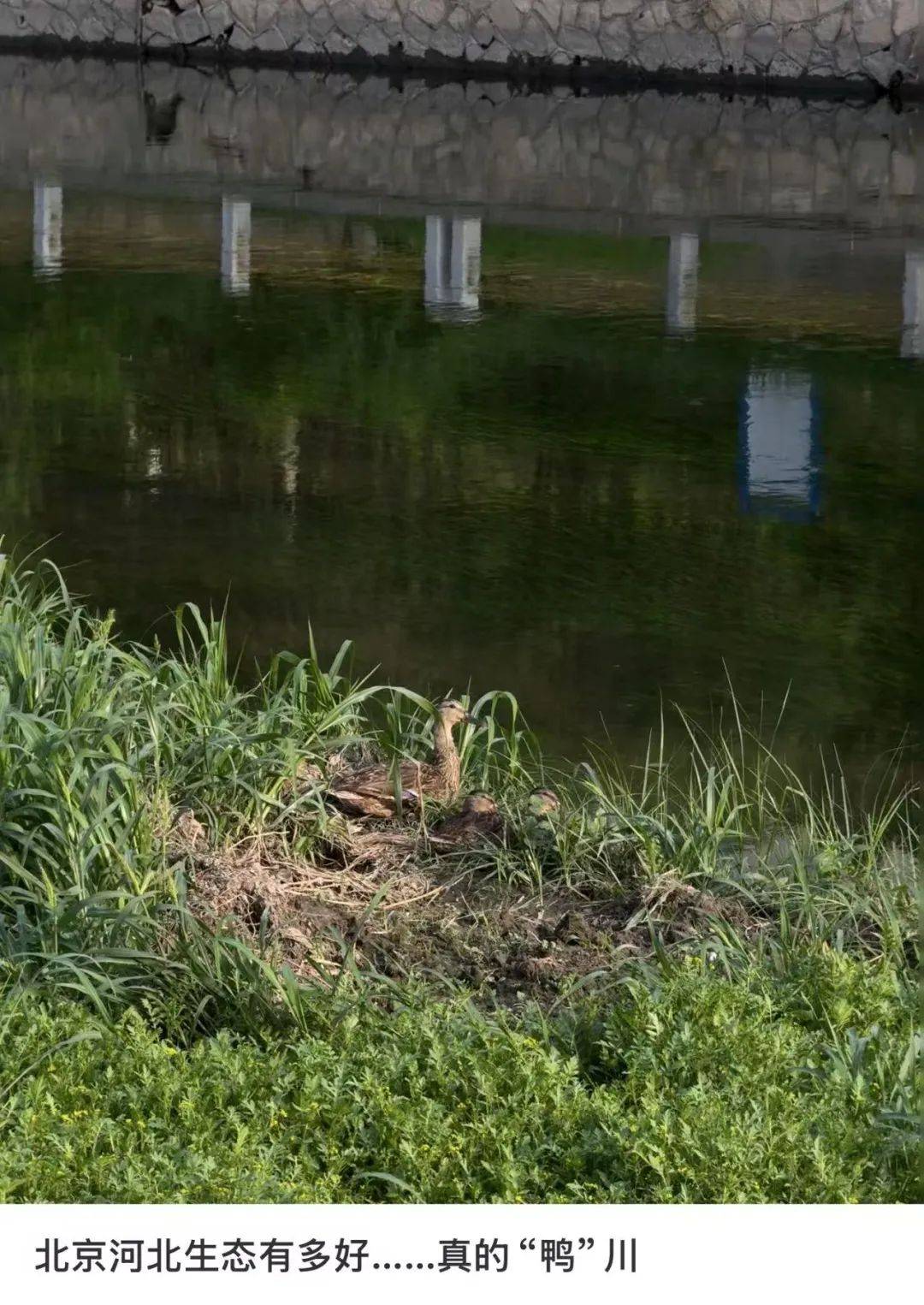 缺水的北京<strong></p>
<p>中文交易平台</strong>,被北漂强行玩成了威尼斯