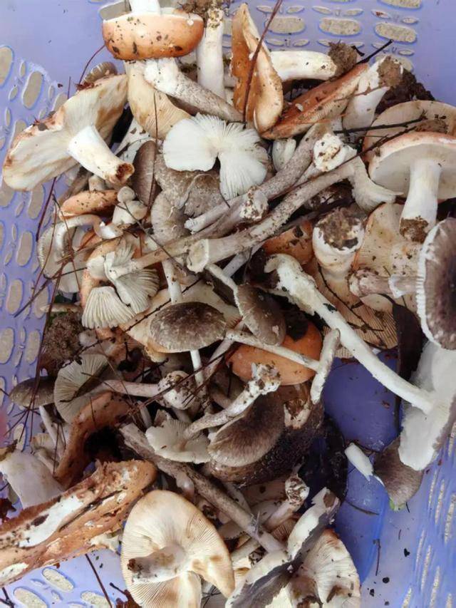 湖南一家6口误食毒蘑菇<strong></p>
<p>中文交易平台</strong>,5岁男童不幸去世