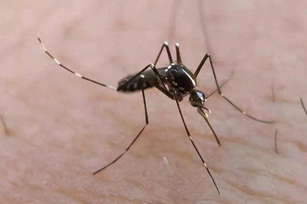 青岛疾控最新提醒:全民行动<strong></p>
<p>比特派</strong>!翻盆倒罐、清除积水!