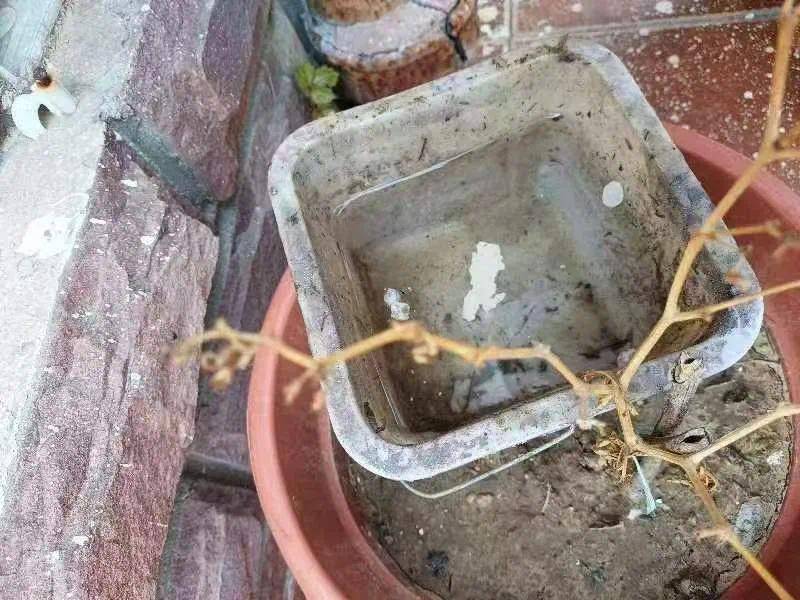 青岛疾控最新提醒:全民行动<strong></p>
<p>比特派</strong>!翻盆倒罐、清除积水!