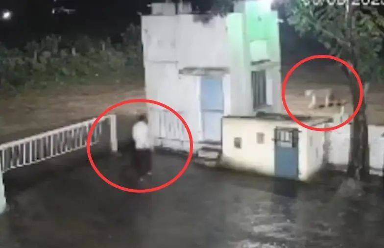 印度一男子后院与狮子相逢<strong></p>
<p>比特派官网</strong>,双方都被吓懵,狮子扭身先逃