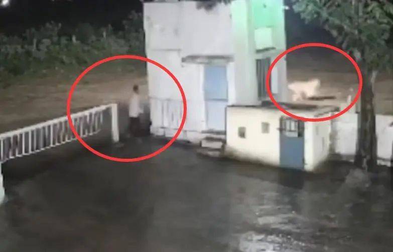 印度一男子后院与狮子相逢<strong></p>
<p>比特派官网</strong>,双方都被吓懵,狮子扭身先逃