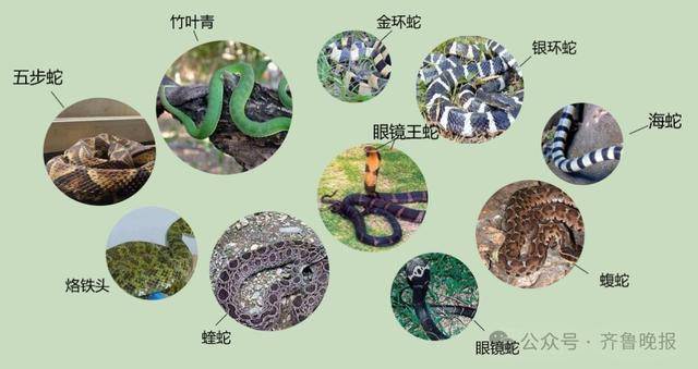 安徽宣城一男子走路玩手机<strong></p>
<p>比特派App</strong>,一脚踩中打架的竹叶青和五步蛇,被俩毒蛇咬3口!医院:暂无生命危险,正在治疗