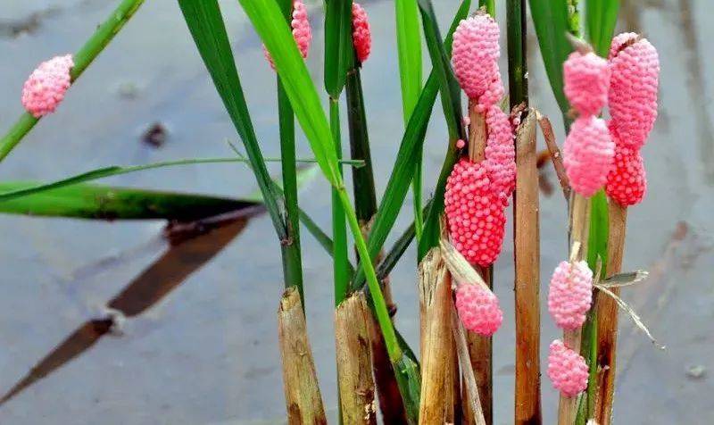 别吃！寄生虫多达6000条！浙江一地大量出现<strong></p>
<p>比特派身份</strong>，看到立刻上报