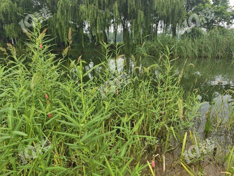 别吃！寄生虫多达6000条！浙江一地大量出现<strong></p>
<p>比特派身份</strong>，看到立刻上报